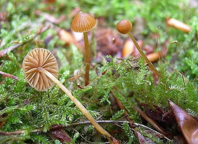 Galerina spec.  Cod.: 1915-07